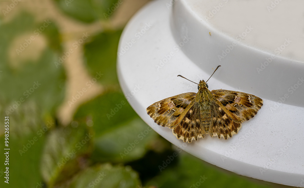 Close-up of the wings of the Marshmallow Skipper butterfly (Carcharodus alceae)