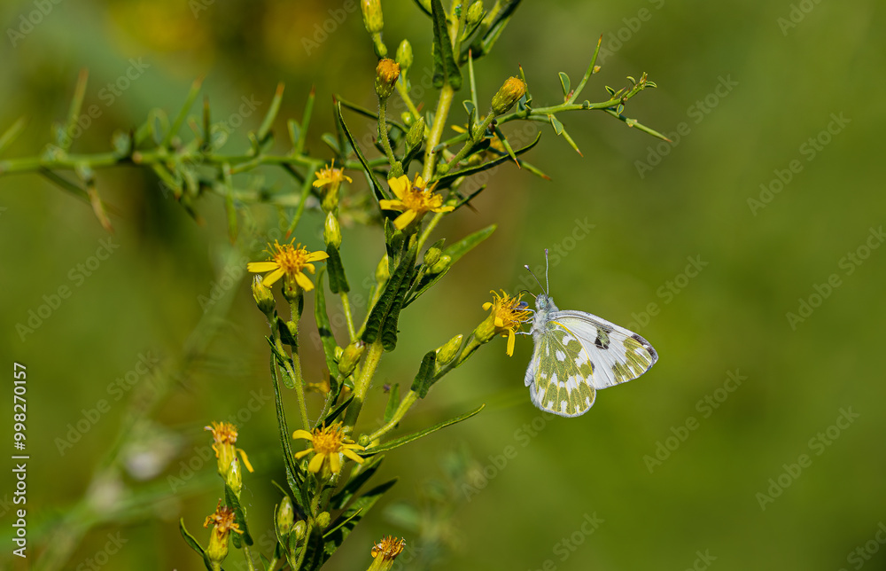 New Spotted Angel Butterfly feeding on a plant (Pontia edusa)