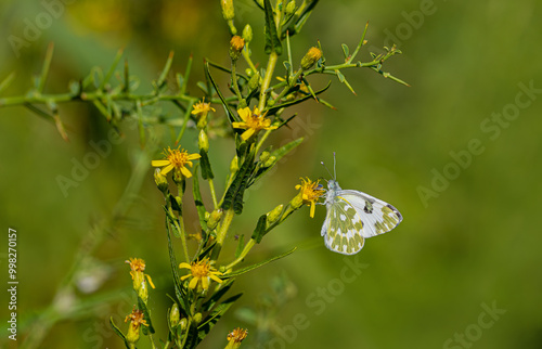 Obraz na płótnie New Spotted Angel Butterfly feeding on a plant (Pontia edusa) w salonie