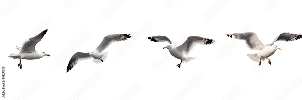set of seagull set of seagull