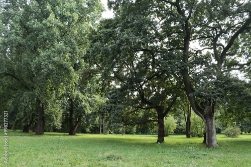 various deciduous trees i nature