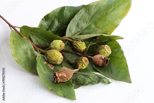seed vessels and green leaves of Calycanthus occidentalis bush