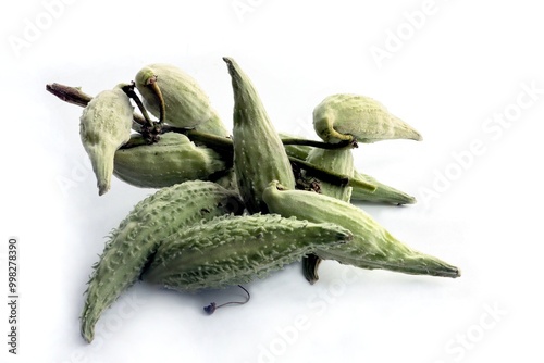 growing reen seed vessels of asclepias syriaca plant in august photo