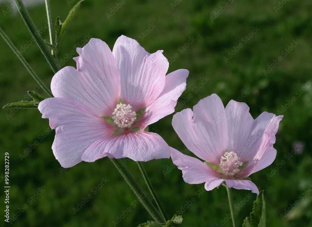 pretty pink flowers of malva plant close up pretty pink flowers of malva plant close up