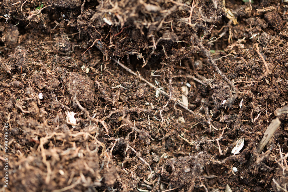 Macro soil texture with small plant roots, growing plants and gardening concept Macro soil texture with small plant roots, growing plants and gardening concept