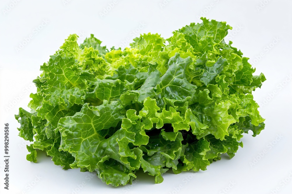 Freshly harvested green lettuce is forming a nutritious and delicious base for a healthy salad Freshly harvested green lettuce is forming a nutritious and delicious base for a healthy salad