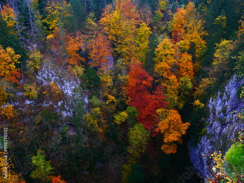 Colorful forest during autumn day in Macocha cave with colorful foliage