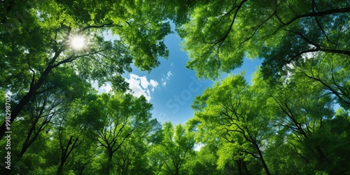 sun shining through a tree