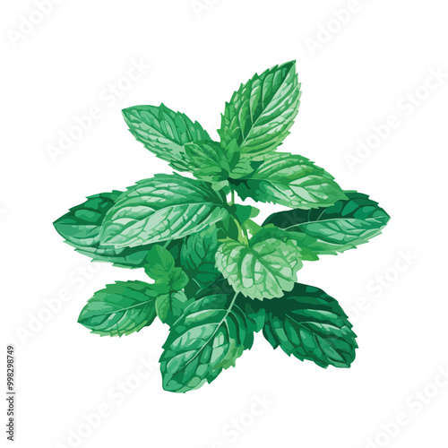 mint  vector watercolor art isolated on white background