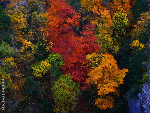 Colorful forest during autumn day in Macocha cave with colorful foliage photo