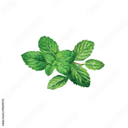 mint  vector watercolor art isolated on white background