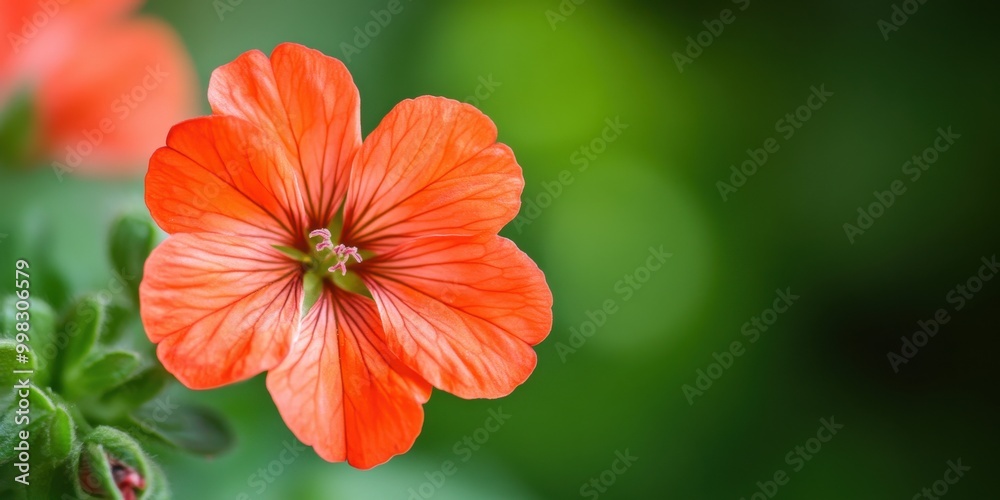 Close-Up of a Vibrant Geranium Sanguineum Flower Perfect for Floral Designs Close-Up of a Vibrant Geranium Sanguineum Flower Perfect for Floral Designs