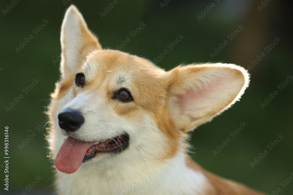 Cute welsh corgi pembroke walking in the summer park Cute welsh corgi pembroke walking in the summer park
