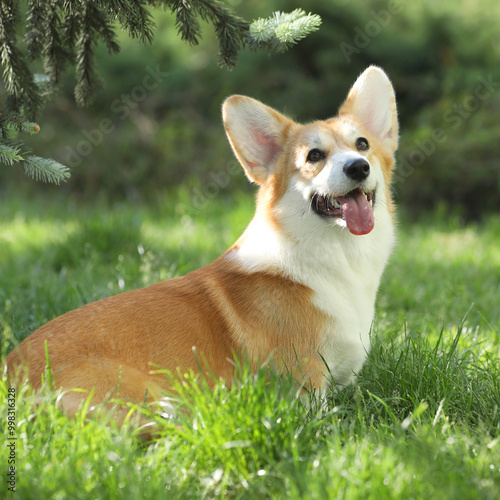 Cute welsh corgi pembroke walking in the summer park