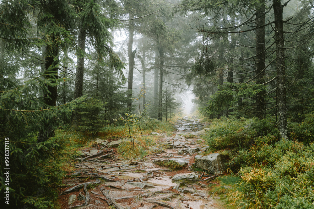 herbstlicher Wald mit Nebel und Regen herbstlicher Wald mit Nebel und Regen