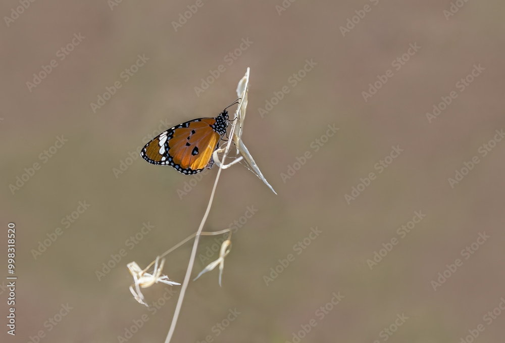 Sultan butterfly (Danaus chrysippus) flying in Izmir region, Türkiye