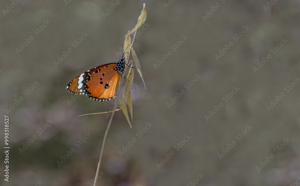 Sultan butterfly (Danaus chrysippus) flying in Izmir region, Türkiye