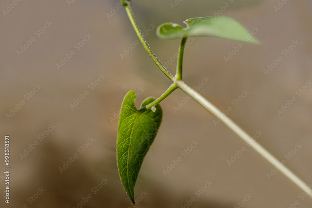 Egg of the flying Sultan (Danaus chrysippus) butterfly laid on the Cynanchum acutum (Bacırgan) plant in the İzmir region of Turkey.