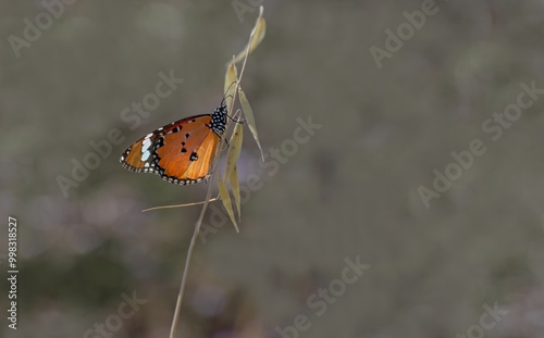 Obraz na płótnie Sultan butterfly (Danaus chrysippus) flying in Izmir region, Türkiye w salonie