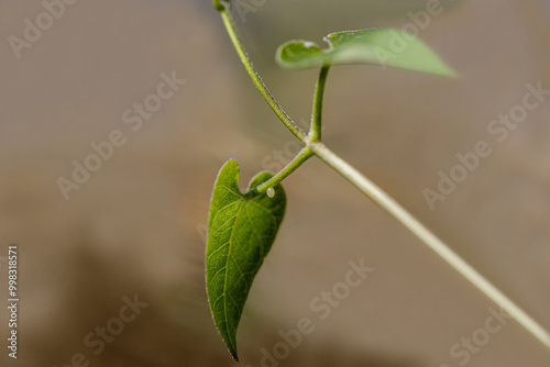 Obraz na płótnie Egg of the flying Sultan (Danaus chrysippus) butterfly laid on the Cynanchum acutum (Bacırgan) plant in the İzmir region of Turkey. w salonie