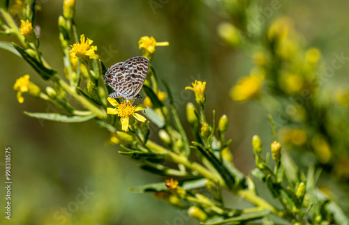 Bluezebra butterfly (Leptotes pirithous) on Dittrichia viscosa plant photo