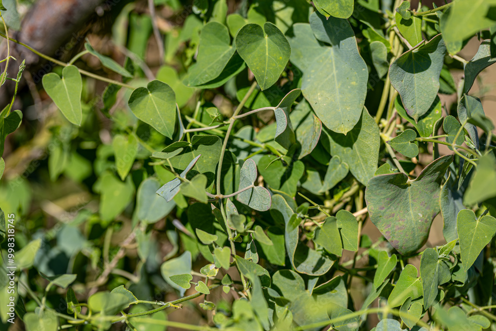 Cynanchum acutum (Bacırgan) plant where the flying Sultan (Danaus chrysippus) butterfly lays its eggs in the İzmir region of Turkey.