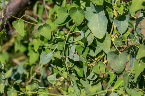 Obraz na płótnie Cynanchum acutum (Bacırgan) plant where the flying Sultan (Danaus chrysippus) butterfly lays its eggs in the İzmir region of Turkey. w salonie
