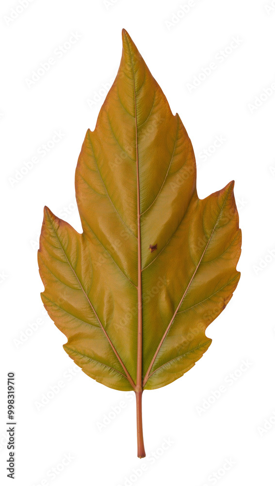 Fototapeta premium Leaf isolated as an transparent PNG file with high resolution detail