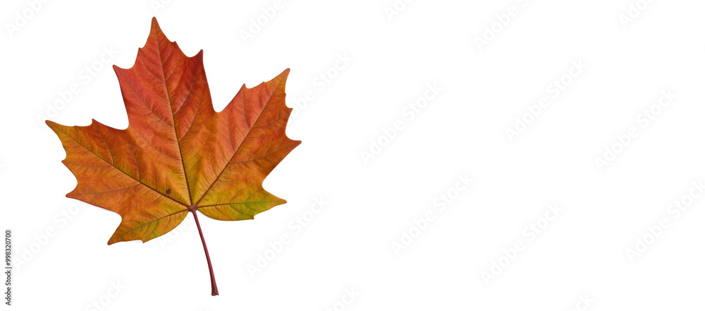 Maple Leaf Isolated as Transparent PNG Background Maple Leaf Isolated as Transparent PNG Background