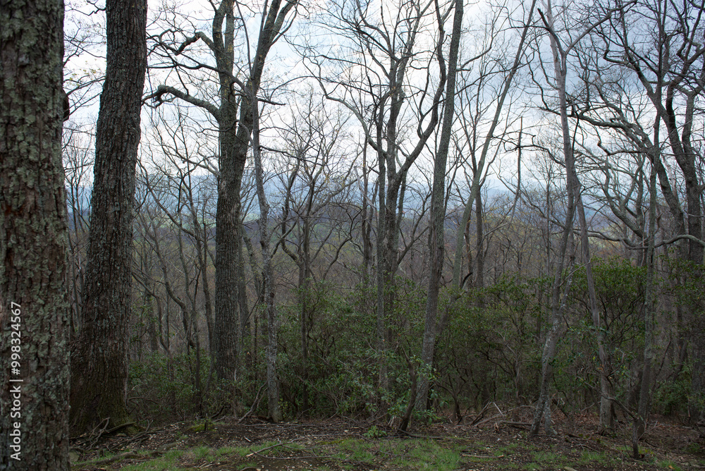 A moody and overcast sky above a forest in the Smoky Mountains, with bare branches creating a dramatic effect. A moody and overcast sky above a forest in the Smoky Mountains, with bare branches creating a dramatic effect.