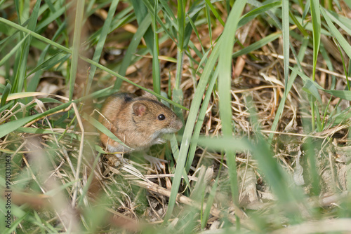 Field mouse (Apodemus) in the grass, small wild rodent in natural habitat