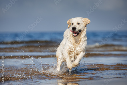 happy golden retriever dog running on water at the beach