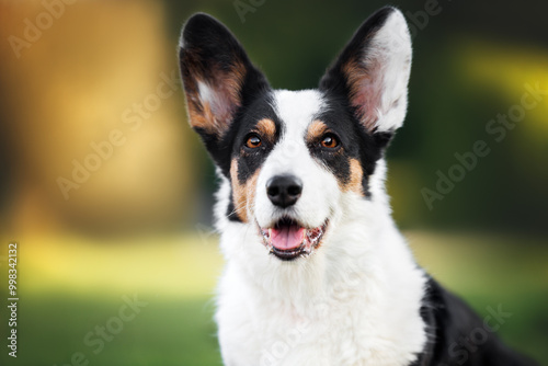 cardigan welsh corgi dog portrait in summer