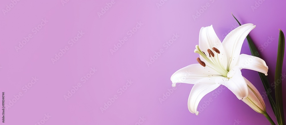 Naklejka premium Single White Lily on a Purple Background