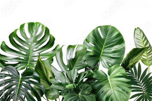 Horizontal artwork composition of trendy tropical green leaves - monstera, palm and ficus elastica isolated on white background (computer rendered).