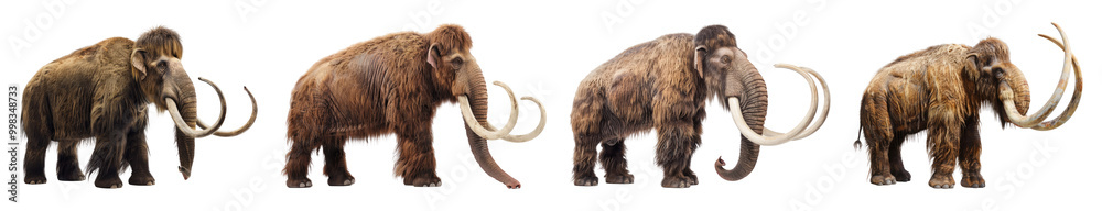 Fototapeta premium Set of Mammoths in Dynamic Poses Isolated on Transparent Background