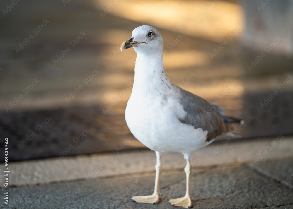 Seagull at the fish market after market day. Yellow legged gull ( (Larus michahellis) scavenge for the fish scraps at the Rialto Fish Market during golden hour. Seagull at the fish market after market day. Yellow legged gull ( (Larus michahellis) scavenge for the fish scraps at the Rialto Fish Market during golden hour.