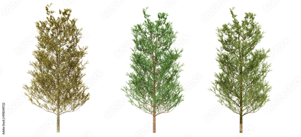 Fototapeta premium Three Trees of Different Green Hues, Green, Dark Green, and Brownish Green