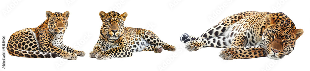 Obraz premium Group of Leopards in Relaxed Poses Isolated on Transparent Background