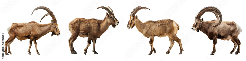 Set of Isolated Mountain Goats with Impressive Horns on Transparent Background
