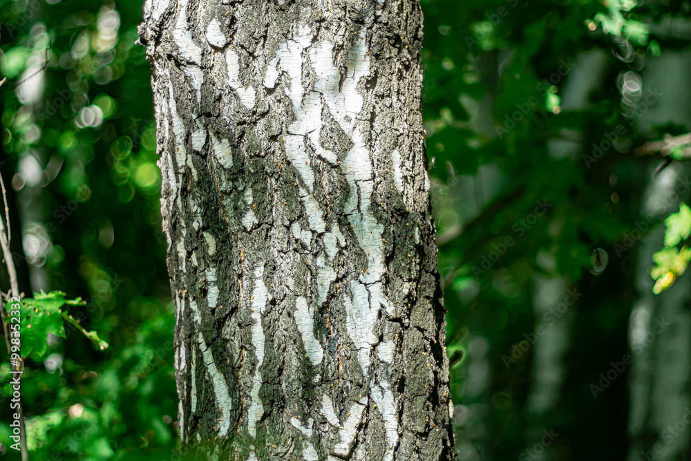 White birch trunk in a dark shady forest.
White birch trunk in a dark shady forest.