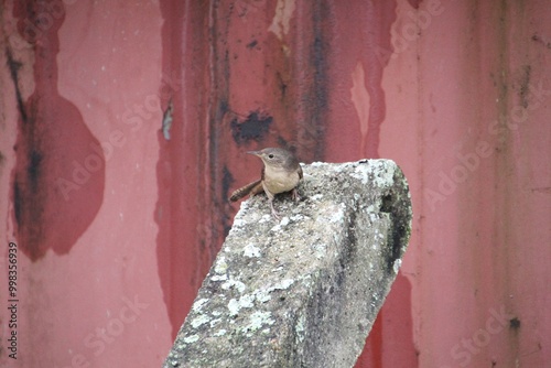 ave curruíra - Troglodytes aedon  photo