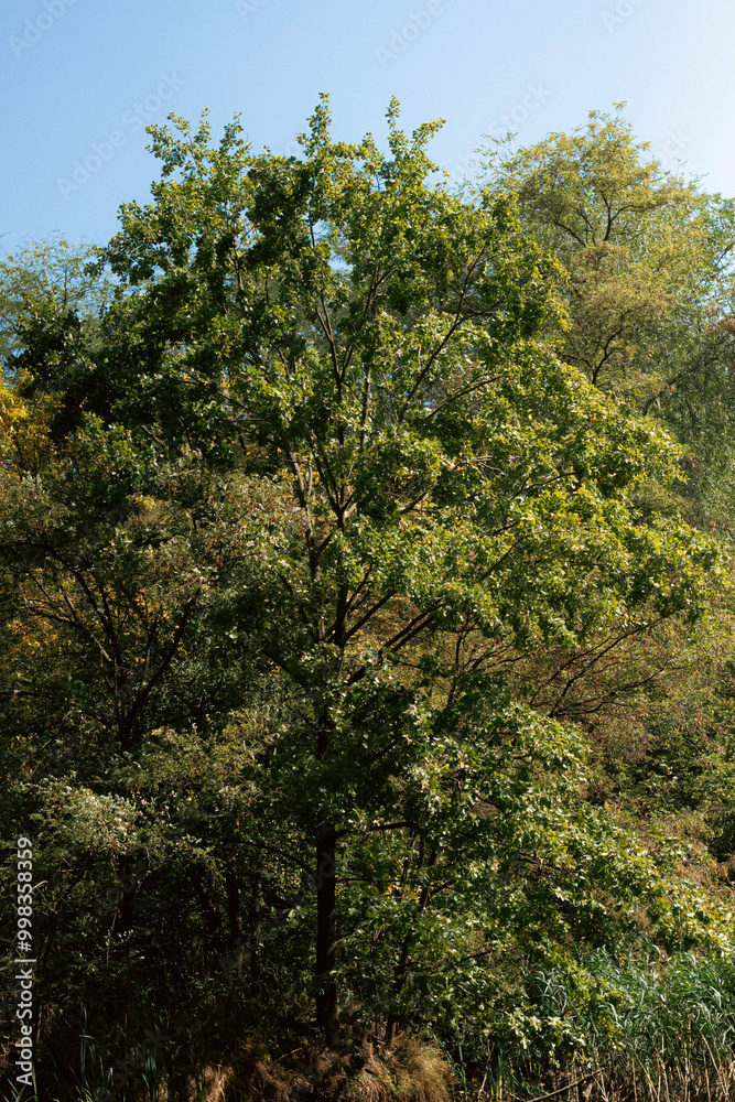 Fototapeta premium trees in the forest
