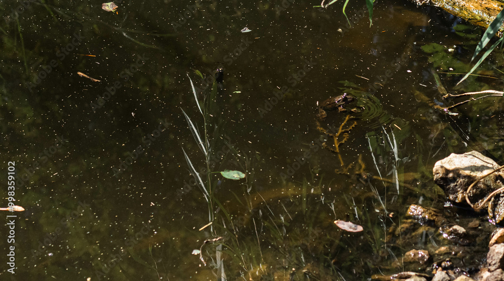 Obraz premium frog in the water