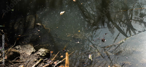 frog in the water