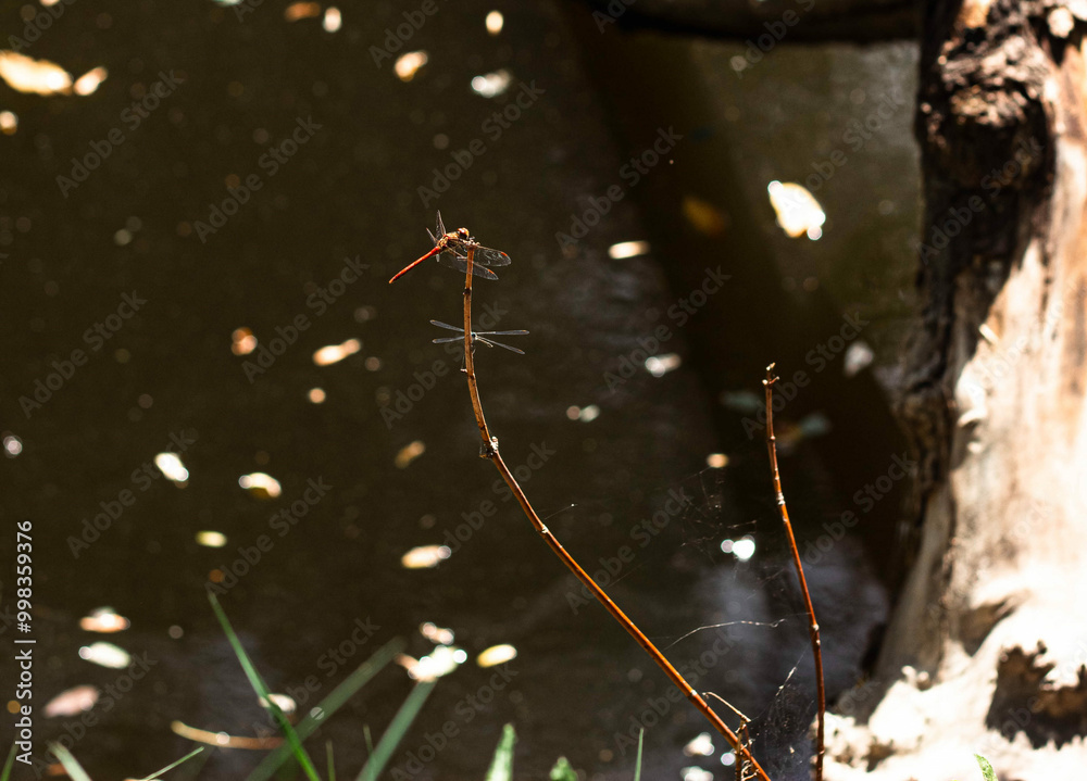 dragonfly on a branch