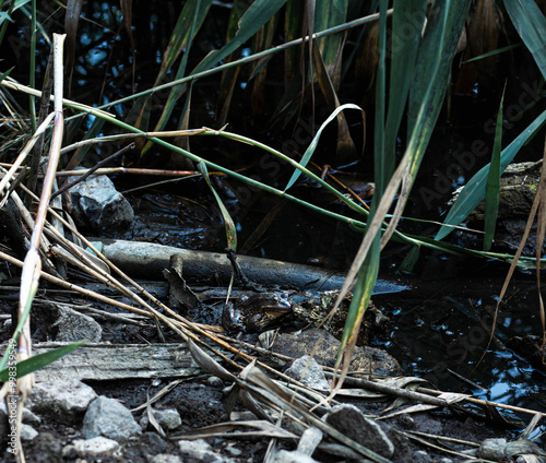 frog in the water