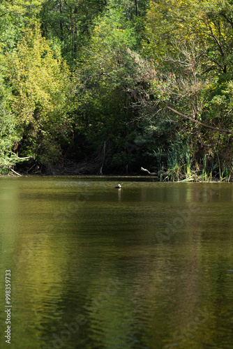 lake in the forest