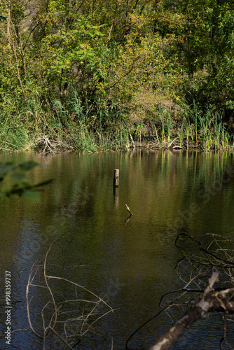 lake in the forest