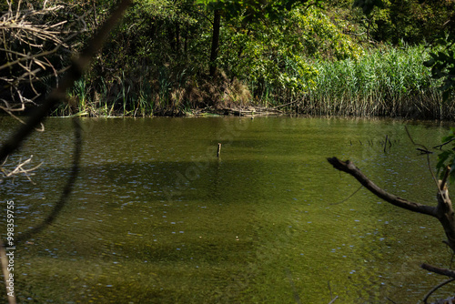 lake in the park